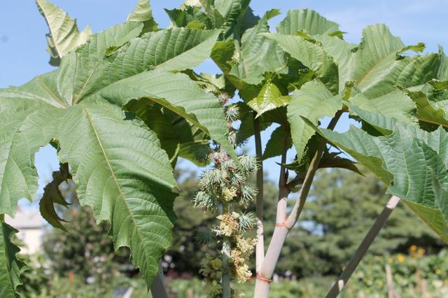 蓖麻毒素|绝命毒师：常用于暗杀的蓖麻毒素被寄给美国总统，它到底有多毒？