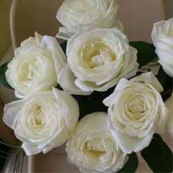 盘点10款白色系月季 每一款都经典 你最喜欢哪一种 腾讯新闻