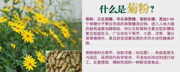 营养专家 肠道不通畅便秘 是时候补充菊粉了 菊粉 肠道 低聚果糖 短链脂肪酸