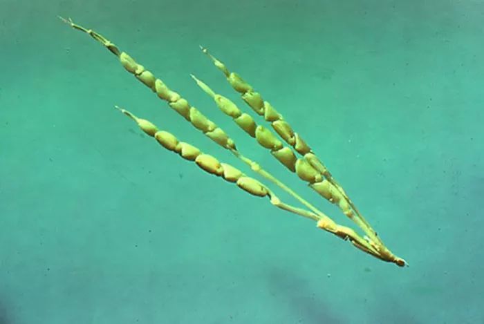 香蕉|20张图告诉你野生植物和养殖后的差别