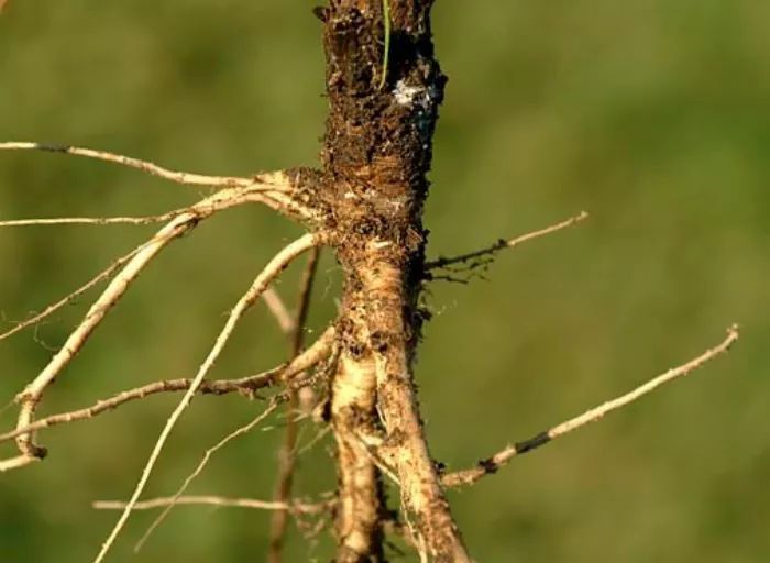 香蕉|20张图告诉你野生植物和养殖后的差别