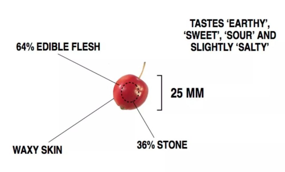 香蕉|20张图告诉你野生植物和养殖后的差别