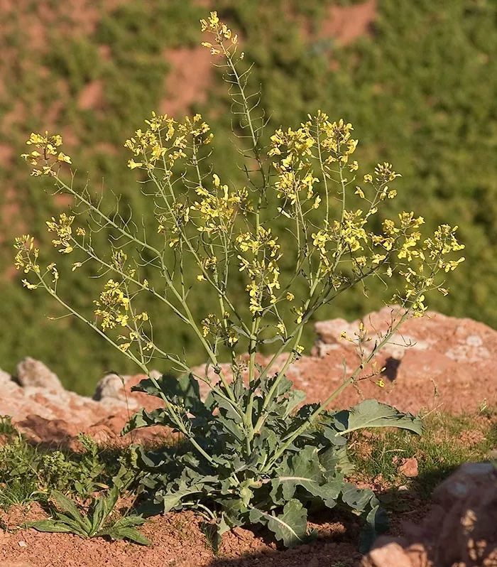 香蕉|20张图告诉你野生植物和养殖后的差别