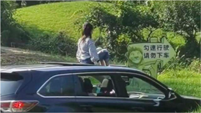 北京野生动物园|北京野生动物园回应“游客坐车顶游览自驾区”：小朋友随机行为