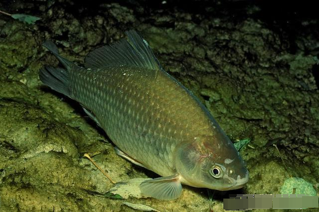 鱼类|鱼为什么“饿”不死？大多数人都不知道，现在揭晓真相