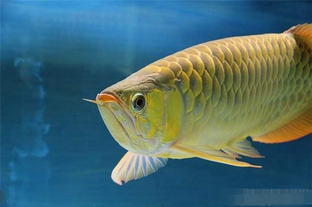 鱼类|鱼为什么“饿”不死？大多数人都不知道，现在揭晓真相