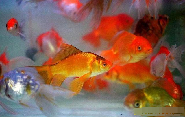 鱼类|鱼为什么“饿”不死？大多数人都不知道，现在揭晓真相