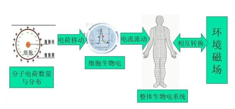 假如生物電失衡,人體會發生什麼?_騰訊新聞