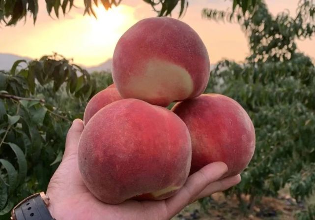 好吃的平谷大仙桃来了,全北京包邮到家!