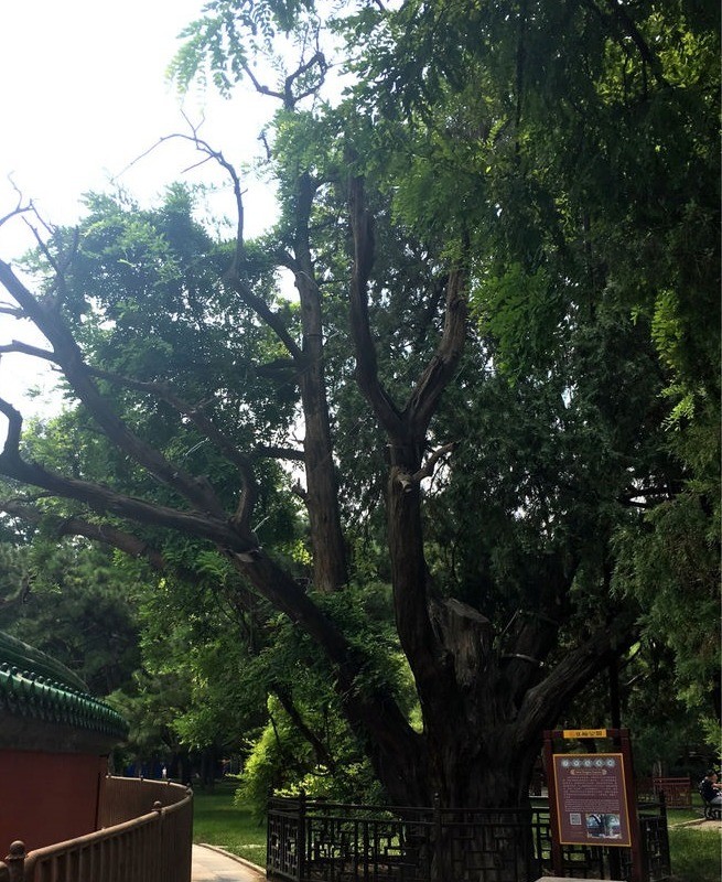 北京|芳草地曾有万株松柏，被称为“黑松林”