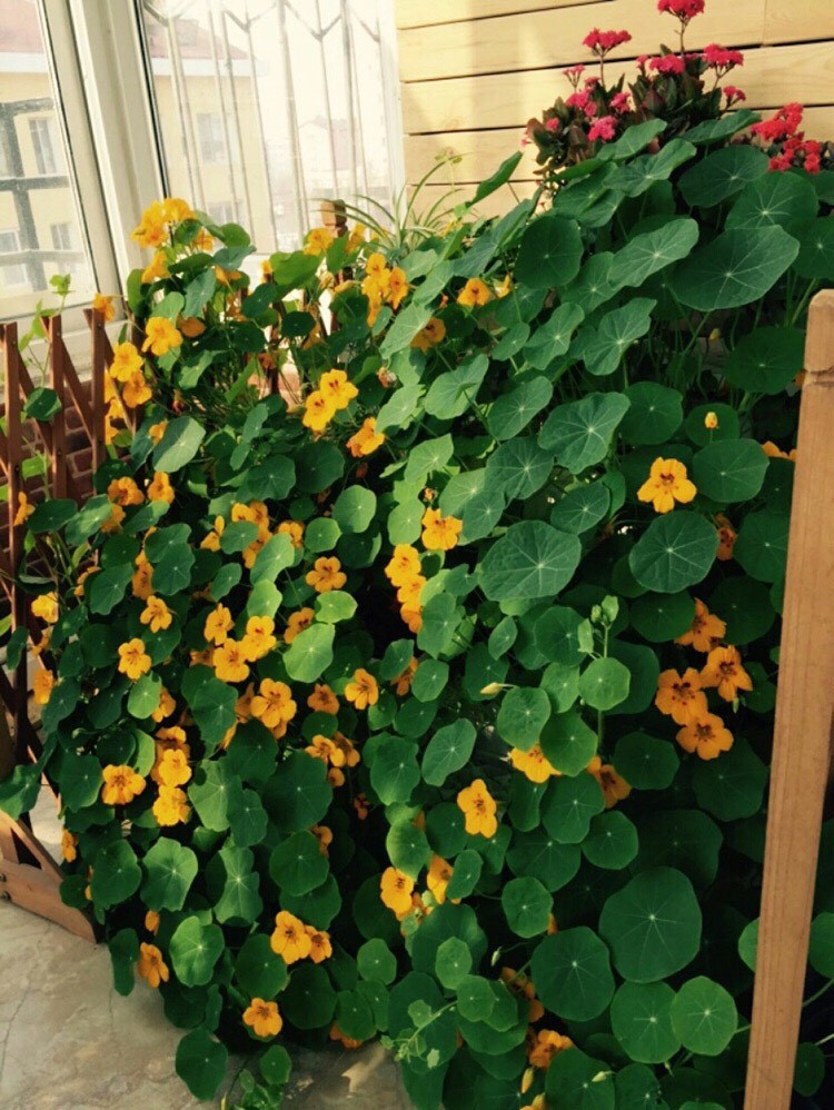 种植旱金莲,对于盆土方面,只要不是太板结都可以,盆栽的建议尽量使用