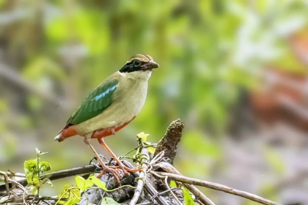 仙八色鸫|秋高气爽，正是观鸟好时节！