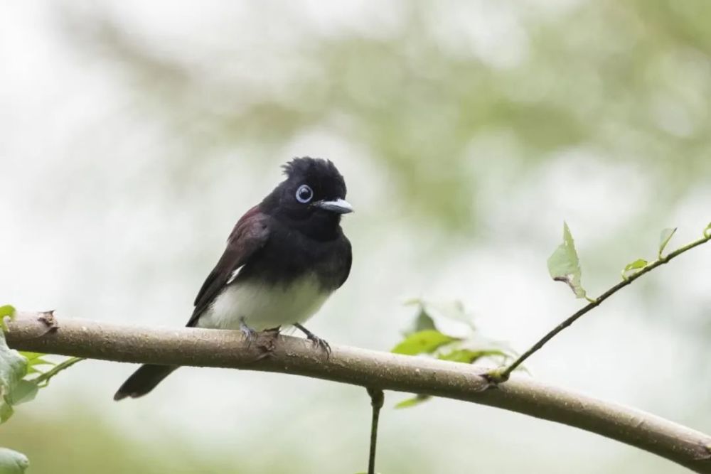 仙八色鸫|秋高气爽，正是观鸟好时节！