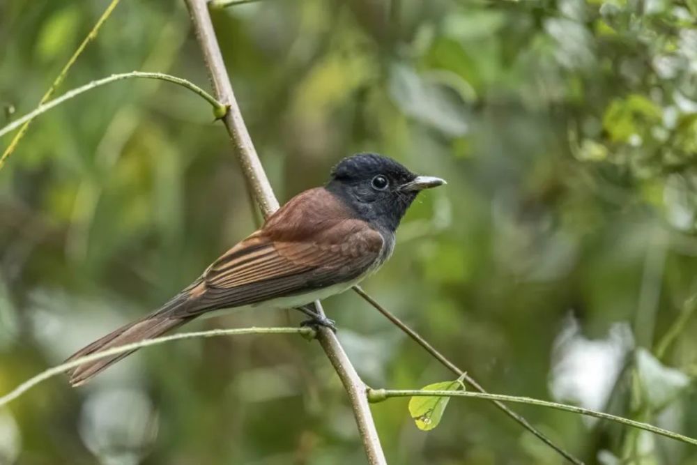 仙八色鸫|秋高气爽，正是观鸟好时节！