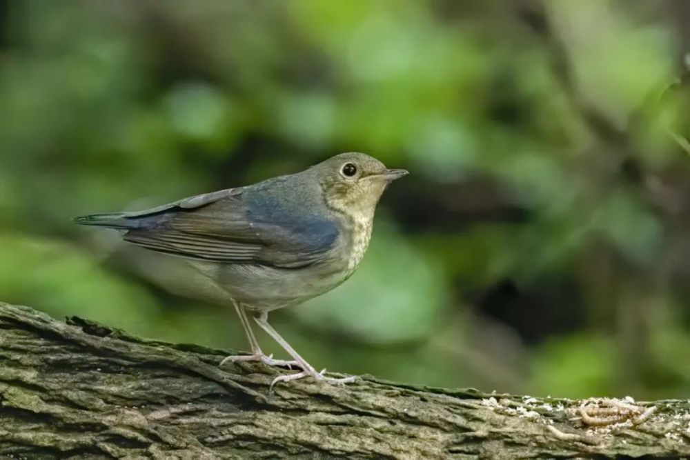 仙八色鸫|秋高气爽，正是观鸟好时节！