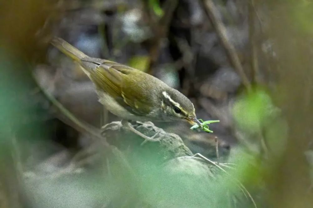 仙八色鸫|秋高气爽，正是观鸟好时节！