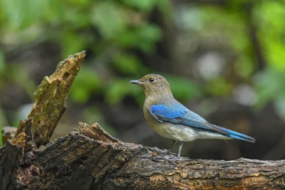 仙八色鸫|秋高气爽，正是观鸟好时节！