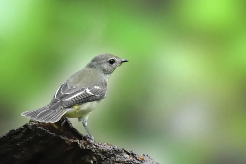 仙八色鸫|秋高气爽，正是观鸟好时节！