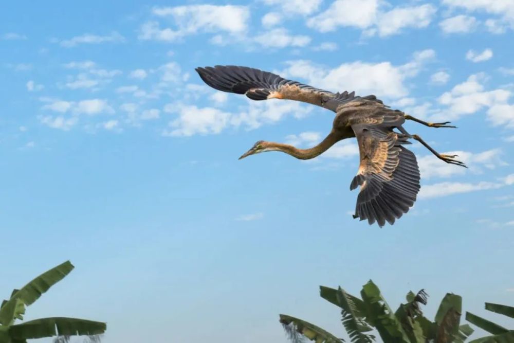 仙八色鸫|秋高气爽，正是观鸟好时节！