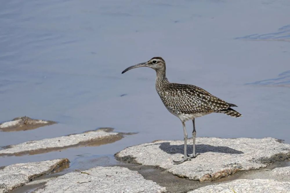 仙八色鸫|秋高气爽，正是观鸟好时节！