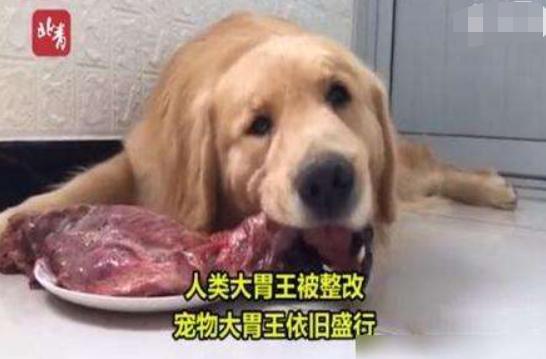 那些被逼着吃带血生肉的猫狗们 死 在了网红吃播里 猫狗 鸡腿 鸡蛋 牛心 马戏团 小孩 哈士奇 鱼丸 家禽 金毛幼犬