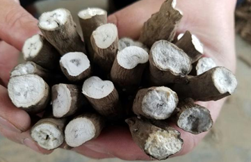 秋冬季节进补谨防乌头碱类药物中毒