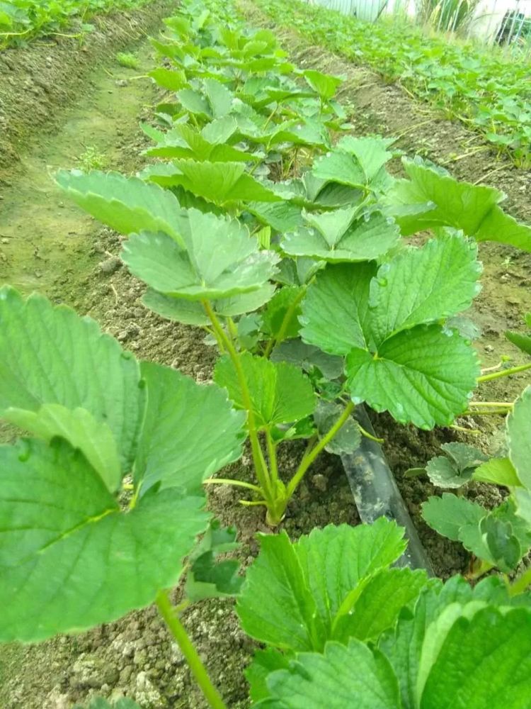 草莓澆水講究大注意別走進誤區