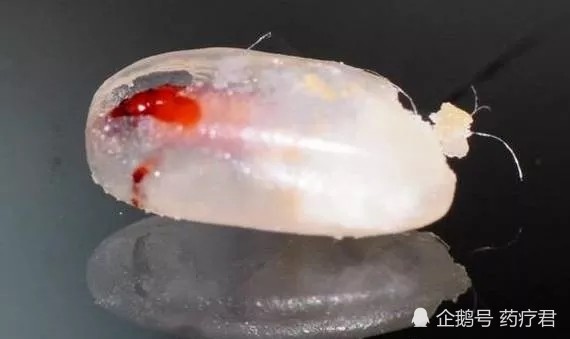 大米|大米为啥会“生虫”？阳光下暴晒就错了！教你一招米粒干净不生虫