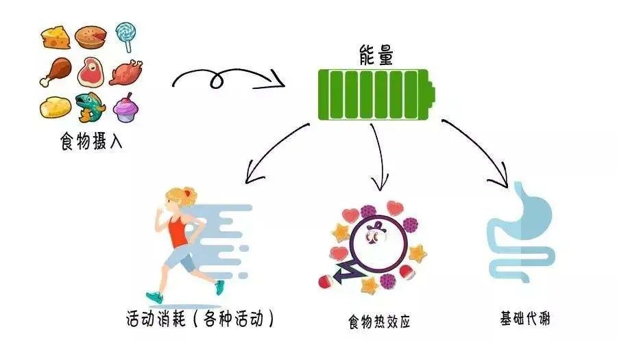 能量摄入是什么,就是我们吃的食物,最主要的能源来源是三大营养素元素