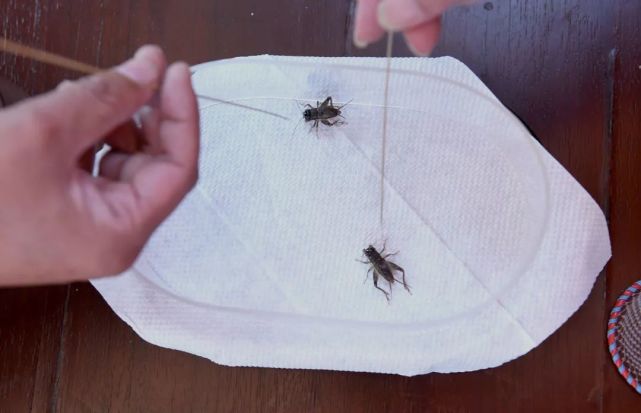 啥蟋奥会这帮老哥们儿玩得真专业