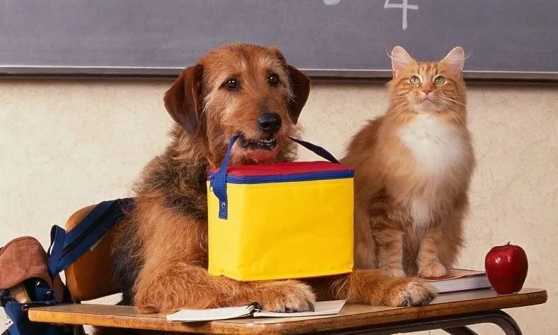 你会送自己的狗狗去宠物学校吗