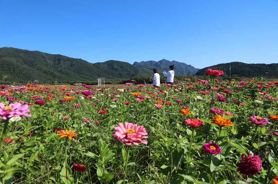惊艳怀柔这片花海赏花观景正当时