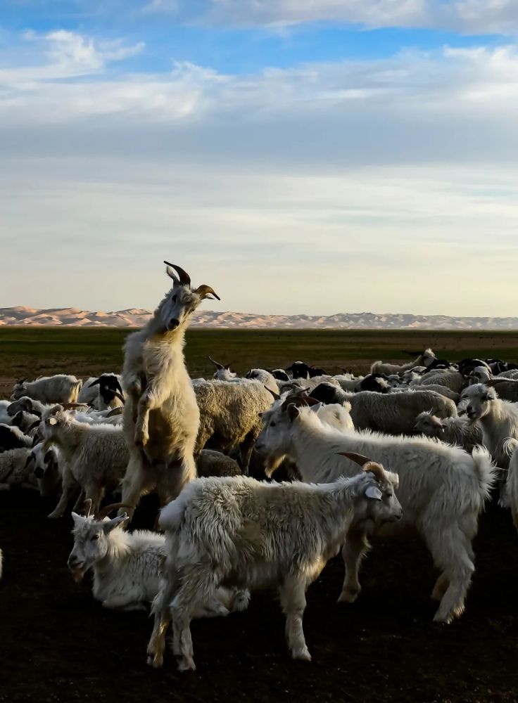 阿拉善高原上的圣洁精灵:白绒山羊