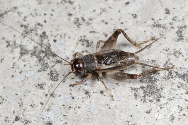 闻声识秋虫 地上篇 昆虫 秋虫 鸣虫 蟋蟀