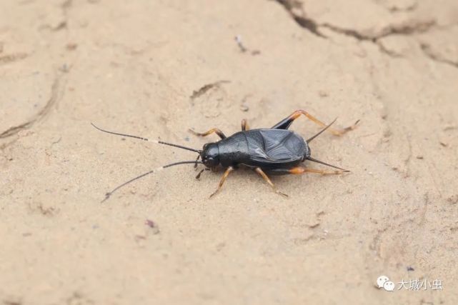 斑腿双针蟋dianemobius fascipes俗称花蛉或斑蛉,常见于公园或绿地的