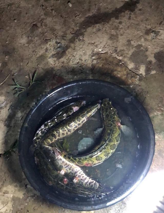 女子隔三差五就往黄河放生黑鱼,网友:大姐求你别放了