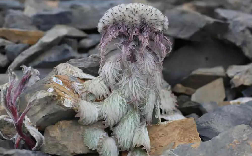 刘宇宁|“做错事”的刘宇宁，为何令17万人为其点赞？