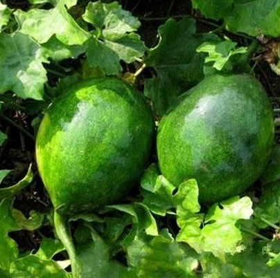 农村山坡无人问津的"屎冬瓜",竟然是一味中药材,厉害了