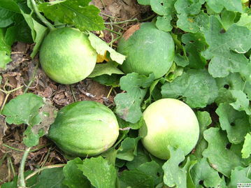 农村山坡无人问津的"屎冬瓜",竟然是一味中药材,厉害了