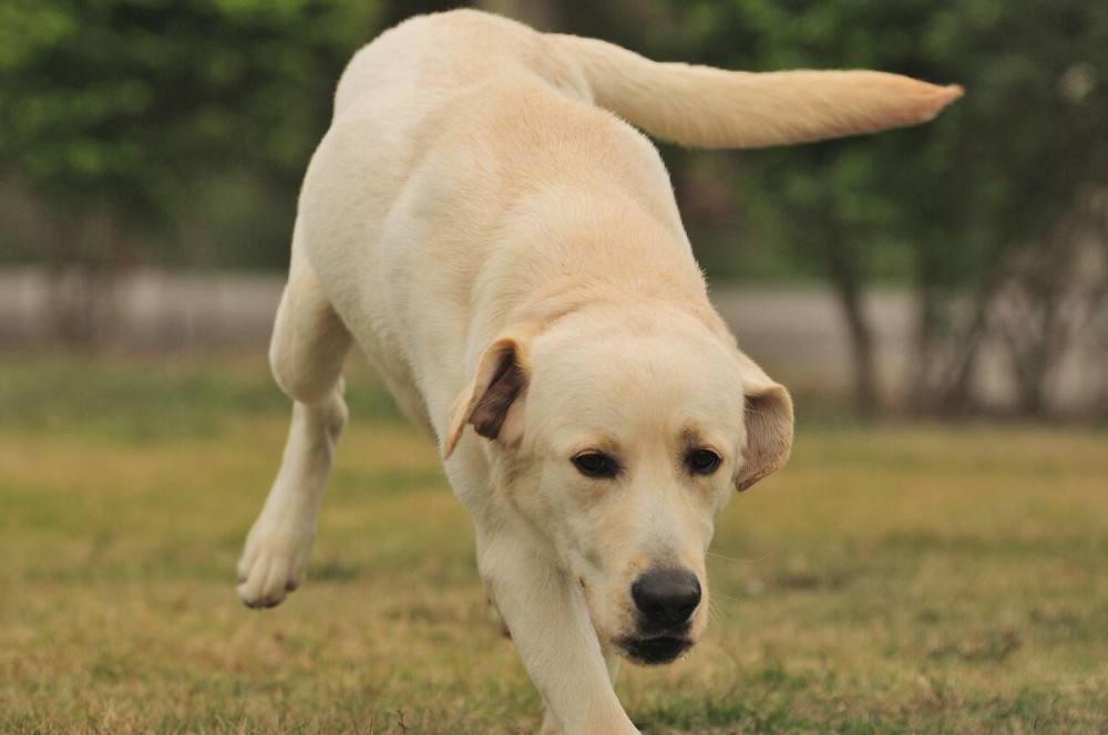 金毛和拉布拉多犬有什麼區別除了價格不同忠誠度也有差別