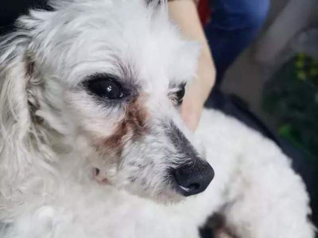 如何避免购买 月狗 学会看这六个地方 多半不会被骗 腾讯网