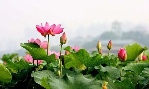 对联|六字哲理对联，修身齐家经典！