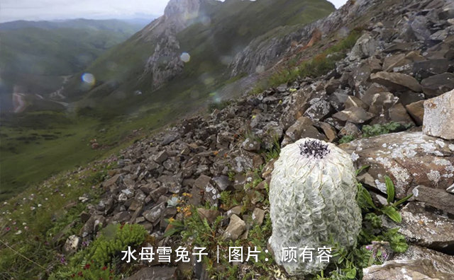 极限挑战|《极限挑战》节目组终于回应，发声明道歉，评论区被艺人粉丝占领