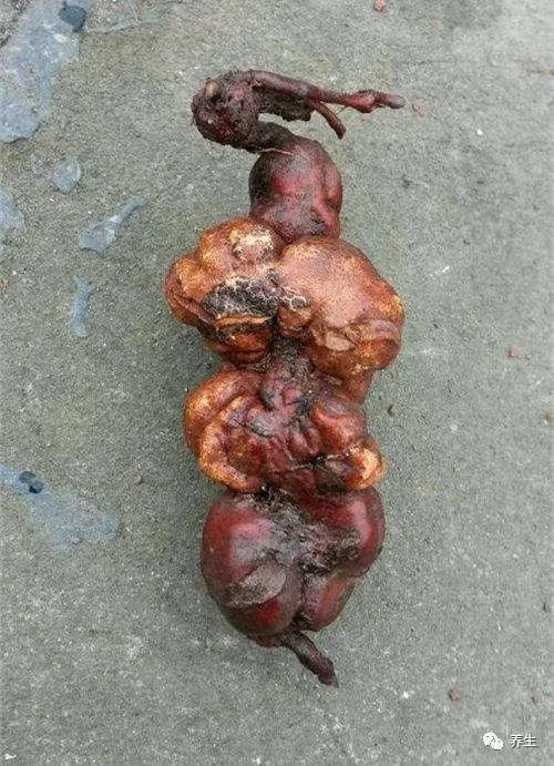 街上常见的人形何首乌都是骗人的认准真正的何首乌以免上当受骗