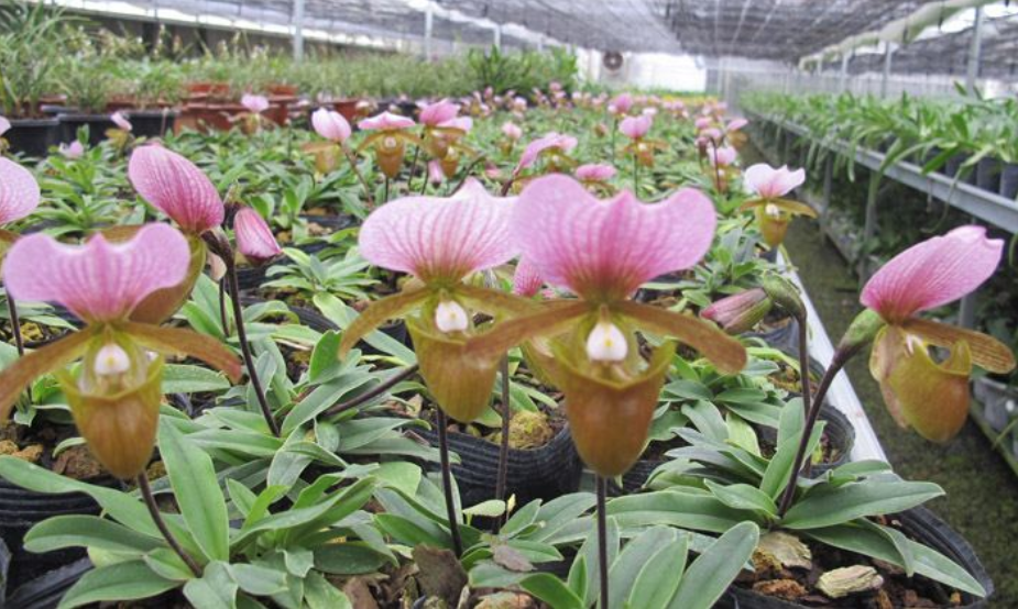 红旗兜兰的鉴赏辨识与保护现状