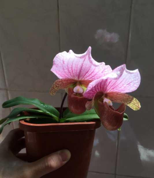 红旗兜兰的鉴赏辨识与保护现状