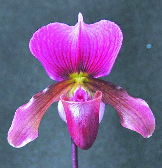 红旗兜兰的鉴赏辨识与保护现状