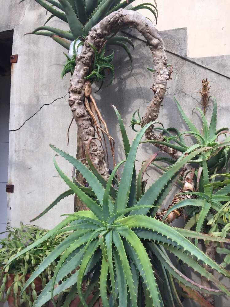 木立芦荟不长了脱了花盆才发现问题赶紧用大盆栽