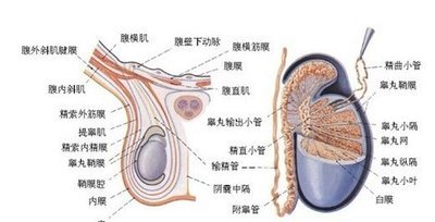 慢性附睪炎及檢查及治療_騰訊新聞