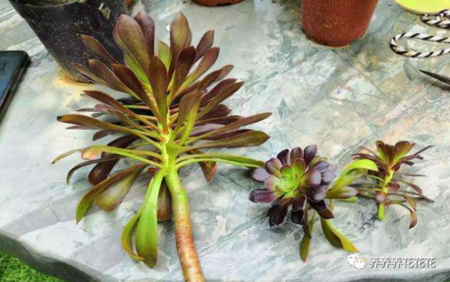 秋季才是法师的扦插季节,掌握"小技巧",7天就生根|扦插|法师|多肉